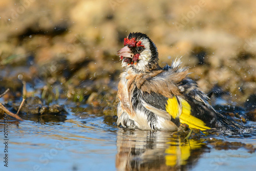 Obraz na płótnie European Goldfinch, carduelis carduelis, splashing in the water.