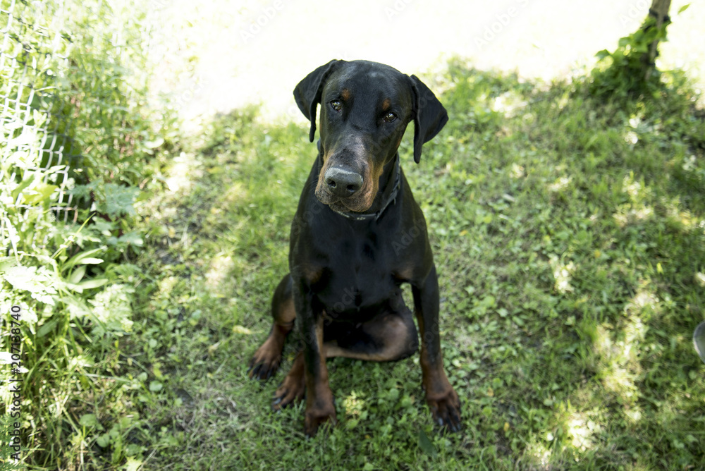 The Dobermann or Doberman Pinscher in the United States and Canada, is a medium-large breed of domestic dog originally developed around 1890 by Karl Friedrich Louis Dobermann, a tax collector. The Dobermann or Doberman Pinscher in the United States and Canada, is a medium-large breed of domestic dog originally developed around 1890 by Karl Friedrich Louis Dobermann, a tax collector.