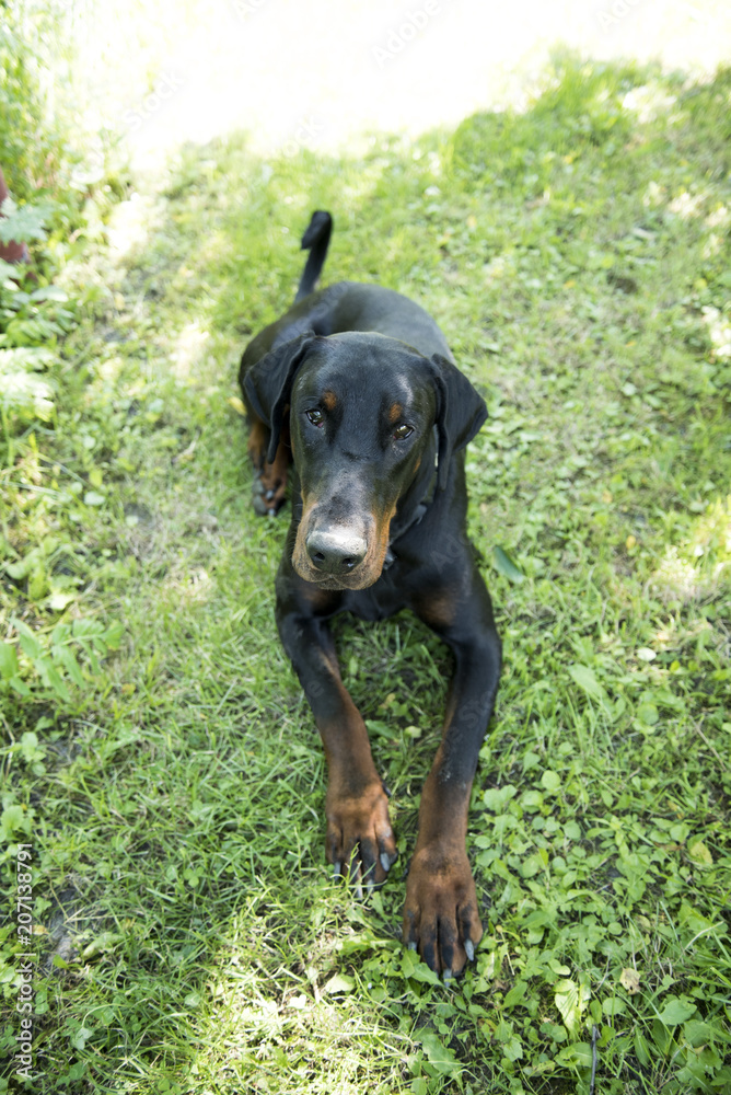 The Dobermann or Doberman Pinscher in the United States and Canada, is a medium-large breed of domestic dog originally developed around 1890 by Karl Friedrich Louis Dobermann, a tax collector. The Dobermann or Doberman Pinscher in the United States and Canada, is a medium-large breed of domestic dog originally developed around 1890 by Karl Friedrich Louis Dobermann, a tax collector.