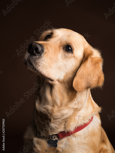 Labrador Retriever Studio Portrait