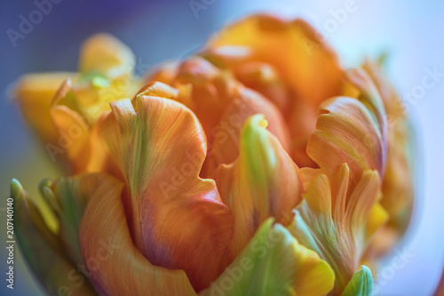 Macro shot inside the petals of young orange tulip. Soft focus. 1