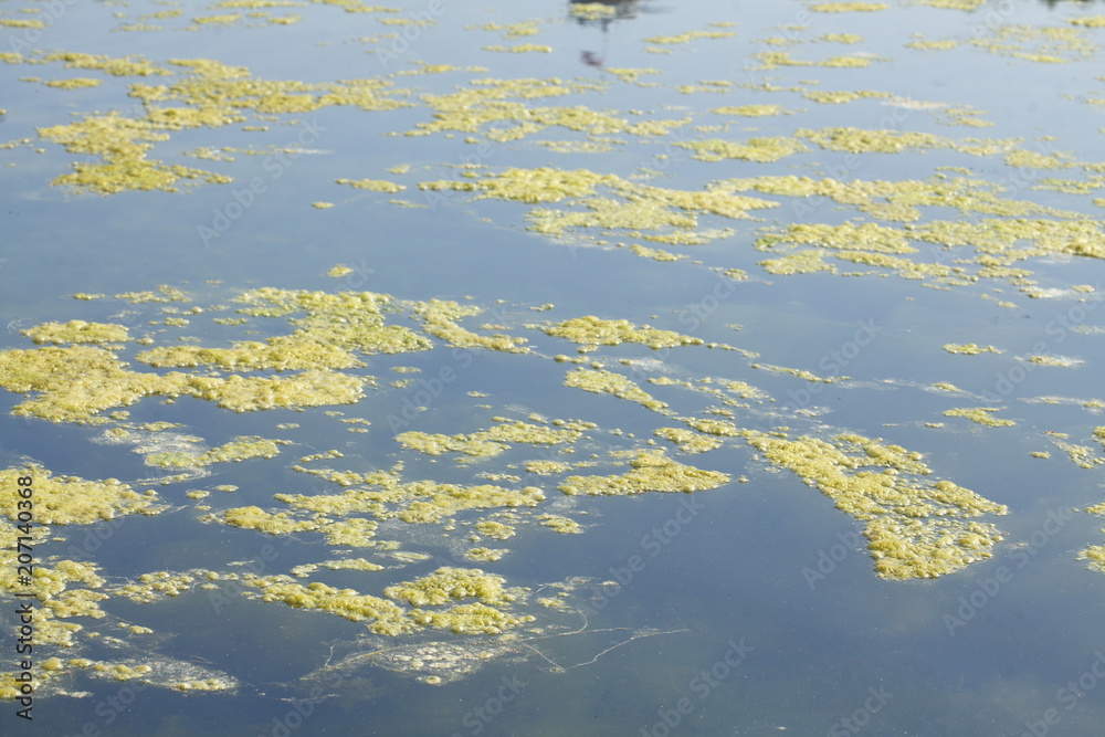 Grünlich-gelbe  Algen
