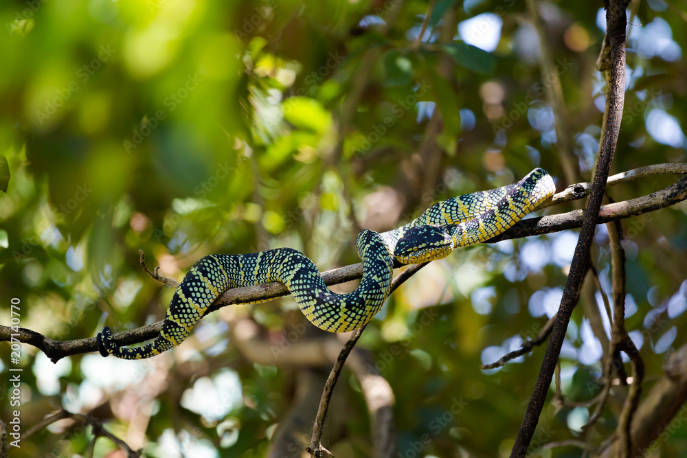 Naklejka premium Snake temple Penang island Malaysia