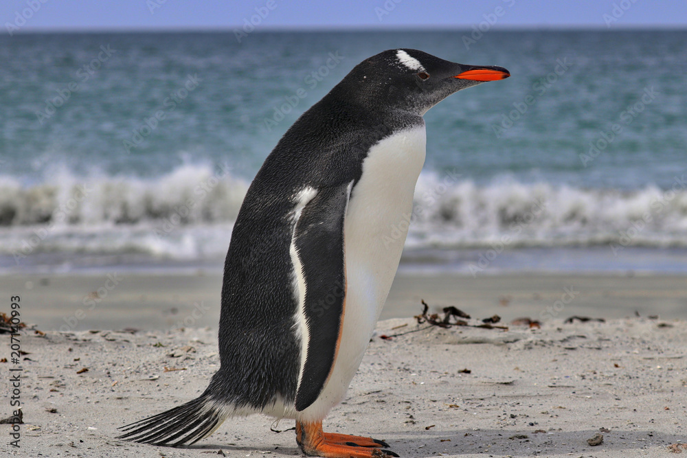Obraz premium Falkland Islands