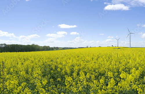 Tegwitz / Germany: View over a yellow blooming rapeseed field in rural Eastern Thuringia with wind turbines in the back