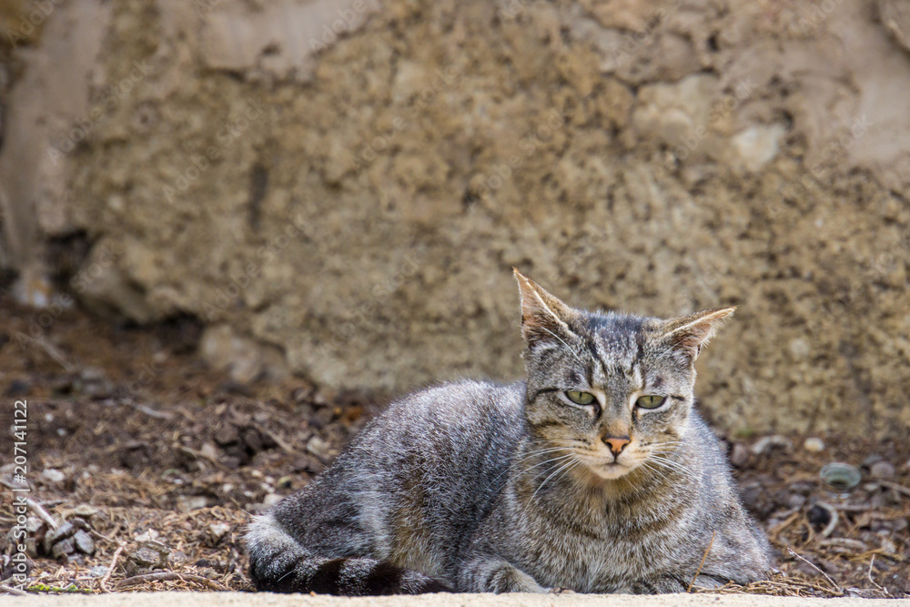 Mallorca, Lonely relaxed cat sitting in a garden Mallorca, Lonely relaxed cat sitting in a garden