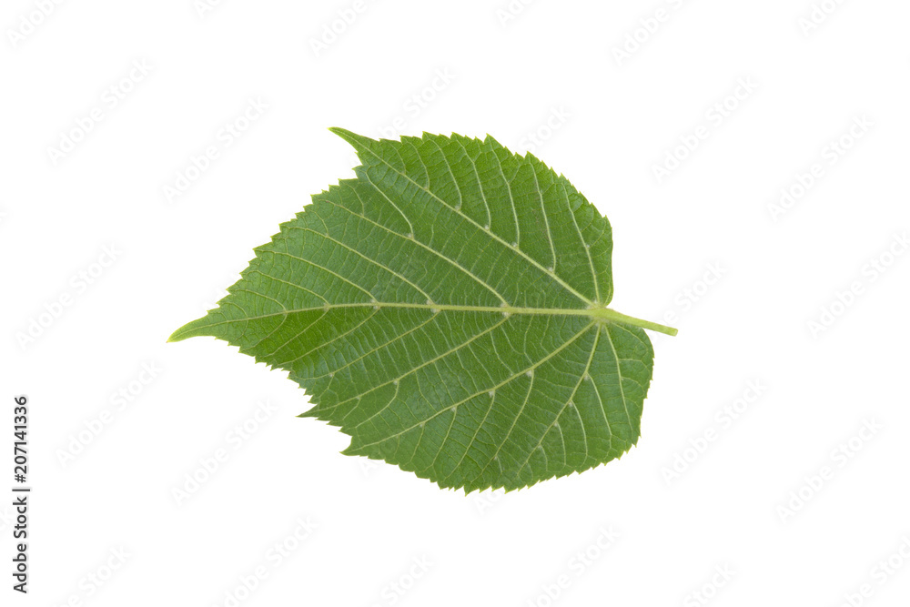 Fototapeta premium green leaf of a linden tree on a white background