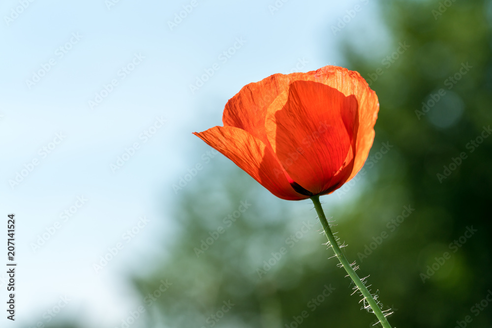 Obraz premium Poppy seed flower