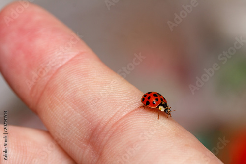 a small beetle ladybug runs on the male finger