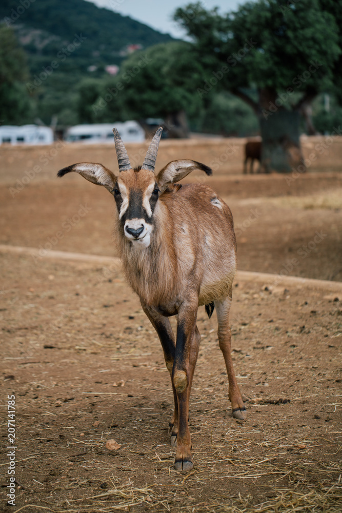 Mountain goat in Fasano apulia safari zoo Italy Mountain goat in Fasano apulia safari zoo Italy