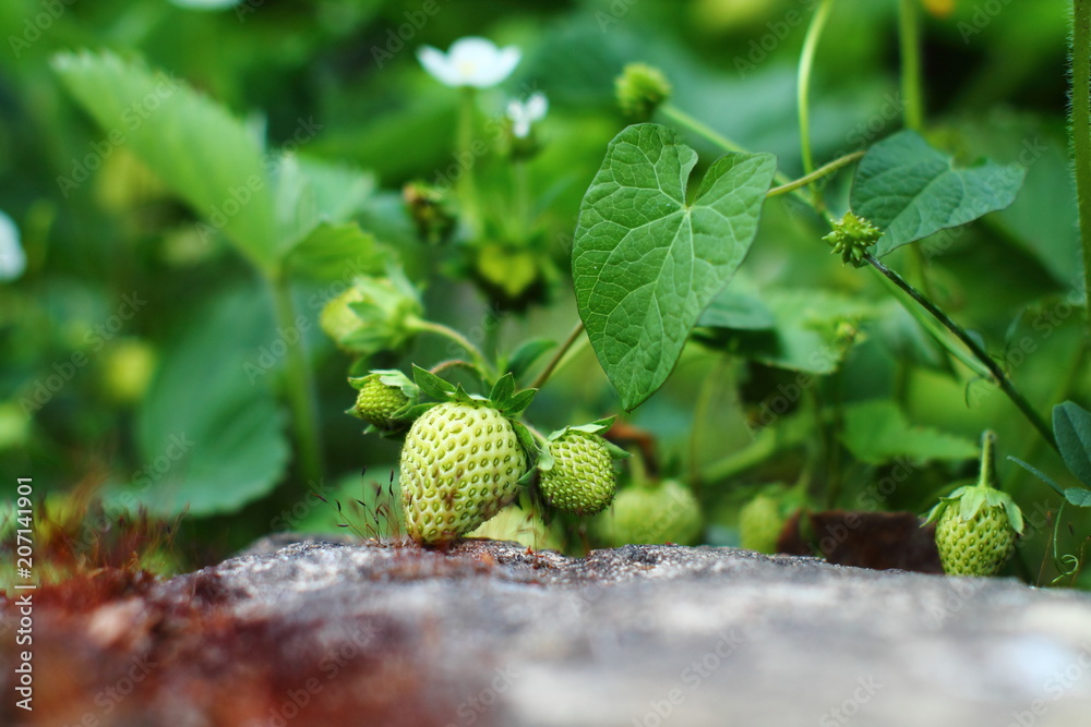 Riping strawberries on a branch in german garden. Selected focus. Riping strawberries on a branch in german garden. Selected focus.