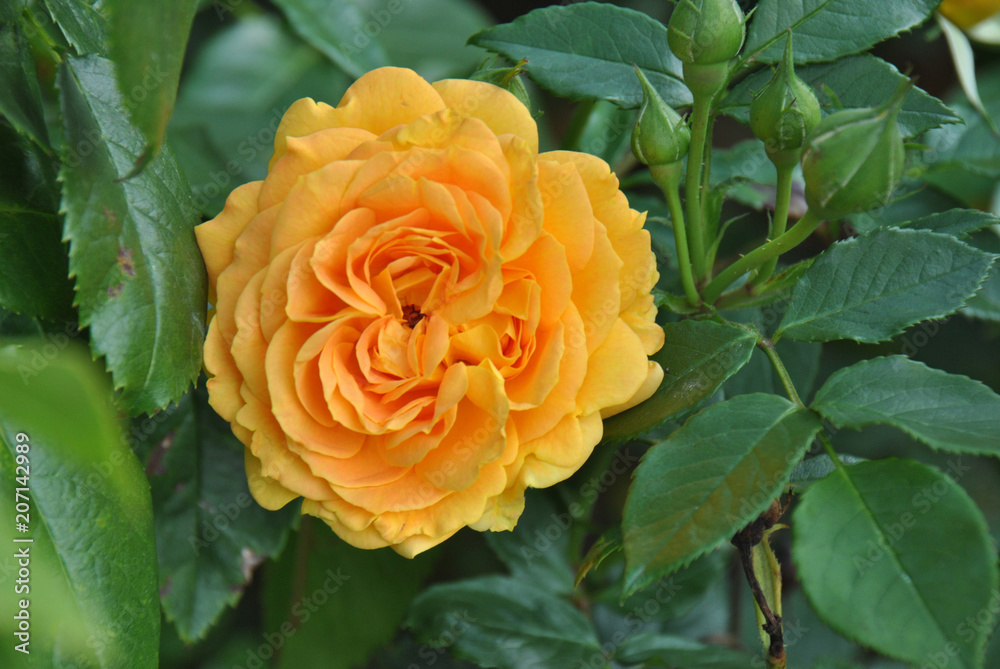 Orange rose blooming on a green bush