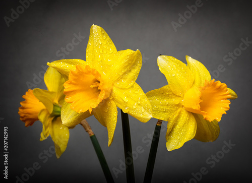 Fototapeta Naklejka Na Ścianę i Meble -  Three spring daffodils in full bloom with water droplets