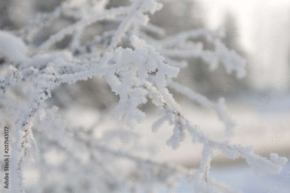 Winter frost branches snow and ice covered. Winter background. Winter frost branches snow and ice covered. Winter background.