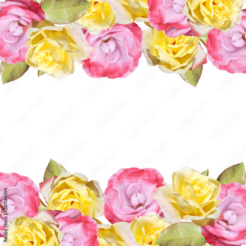 Beautiful floral background of roses. Isolated 