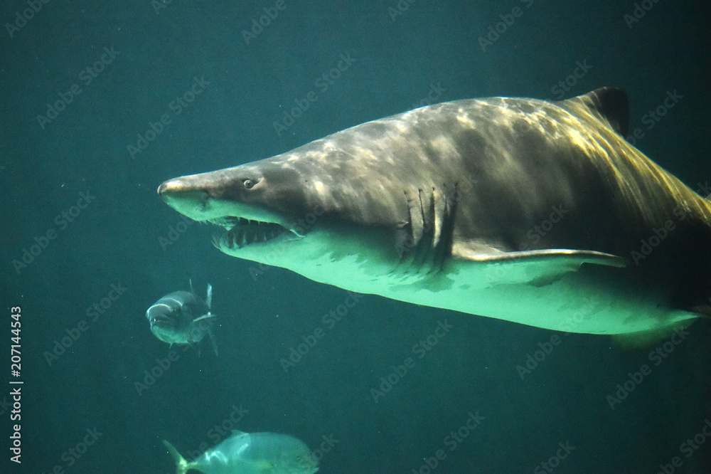 Naklejka premium shark