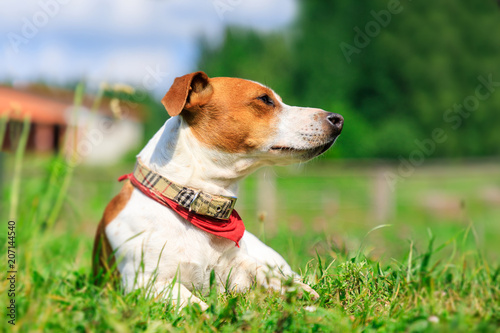 Fototapeta Naklejka Na Ścianę i Meble -  Jack russel terrier on green grass