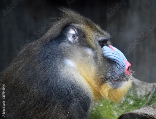 Naklejka mandril