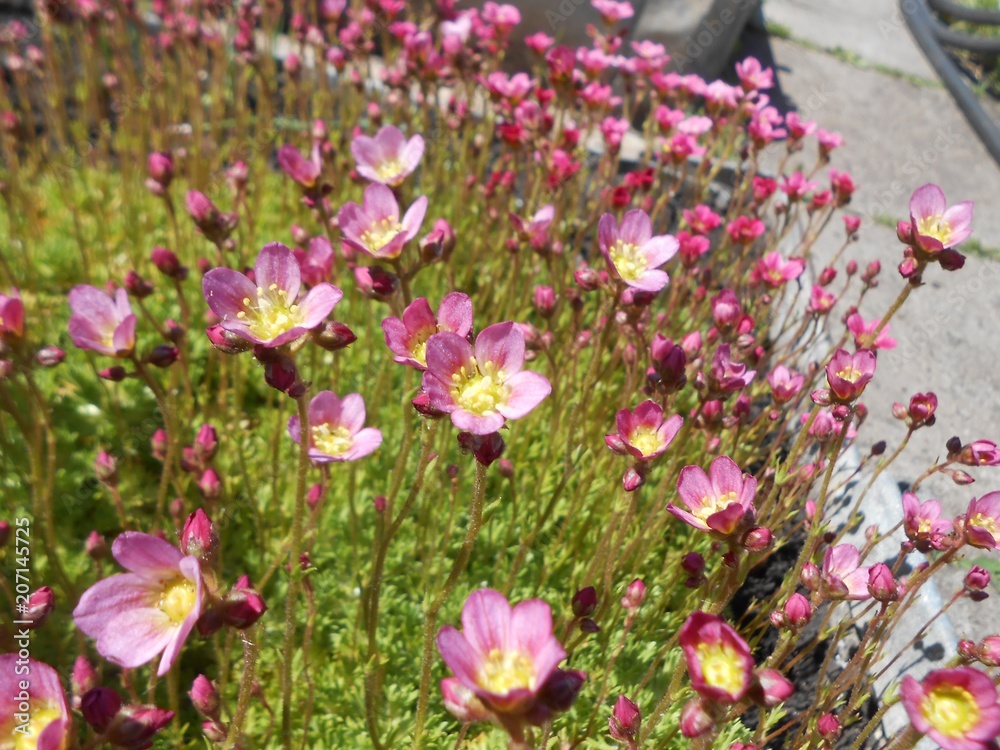 Fototapeta premium flowers, garden, plants