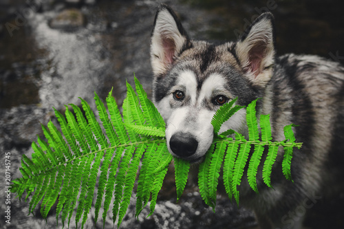 The dog Alaskan Malamute is like a wolf in the forest
