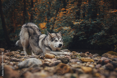 The dog Alaskan Malamute is like a wolf in the forest
