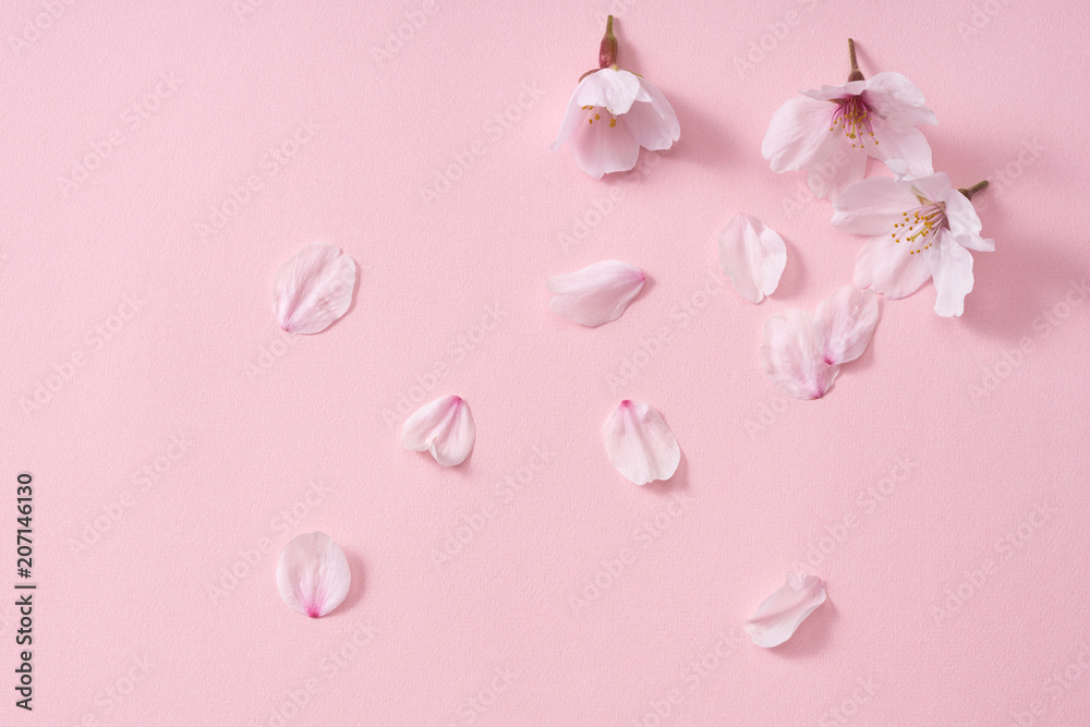 桜の花びら 桜の花びら