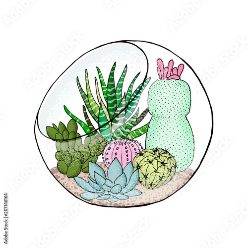 Succulent cactus collection in aquarium. Agave, aloe, Saguaro, gastraea, haworthia, echeveria, Pachyphytum, prickly pear
