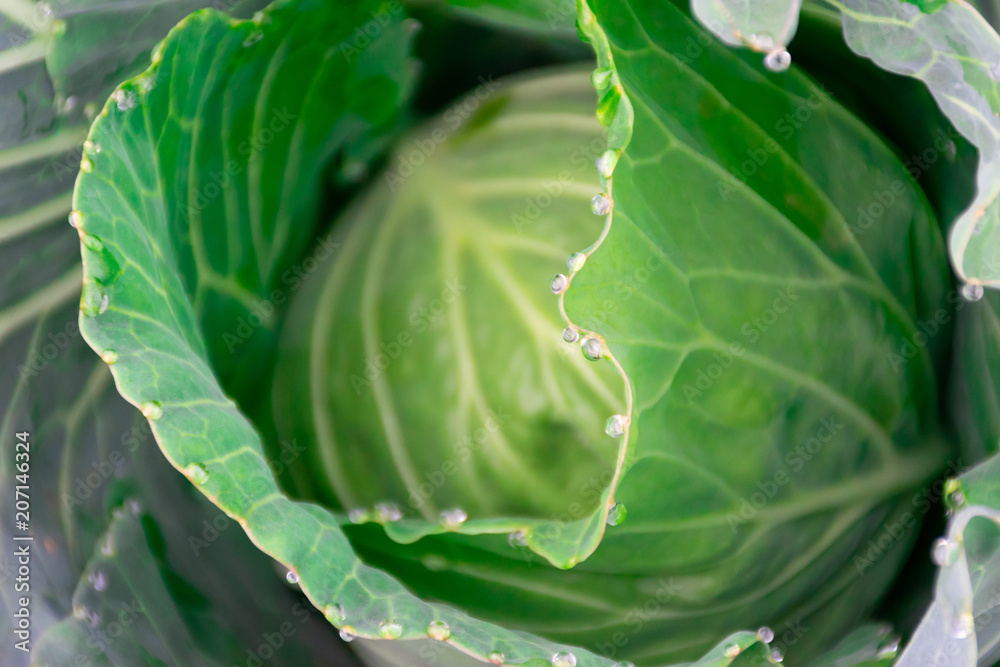 Obraz premium cabbage vegetable at fresh in the garden