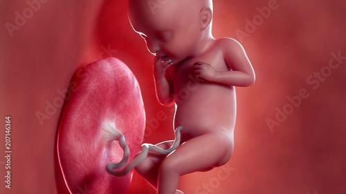 Medically accurate 3d animation of a fetus - week 32 photo