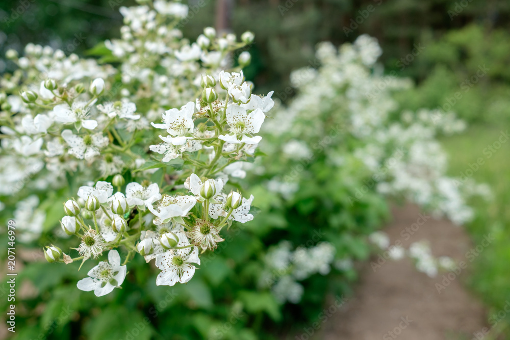 flowers of blackberry bush in the garden flowers of blackberry bush in the garden