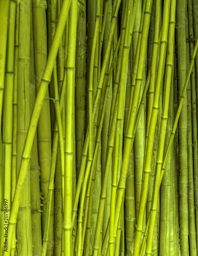 Fototapeta Naklejka Na Ścianę i Meble -  bamboo stalks background