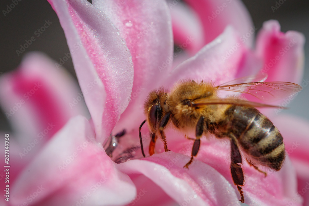 Bee on a pink flower collecting pollen and gathering nectar to produce honey in the hive Bee on a pink flower collecting pollen and gathering nectar to produce honey in the hive