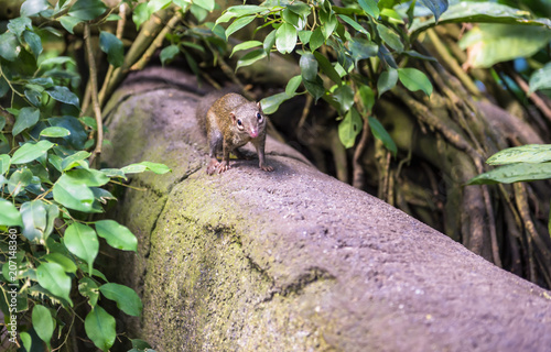 Northern treeshrew on a tree log photo