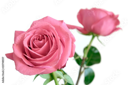 Gentle pink roses flowers ion long stems solated on white background closeup view