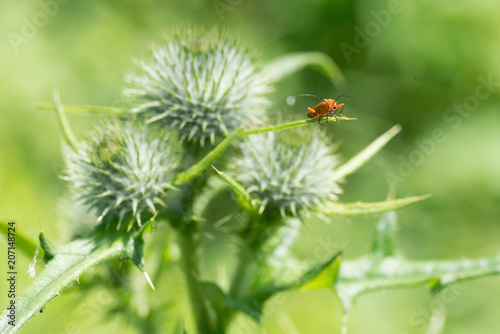 Soldier beetle on thistle