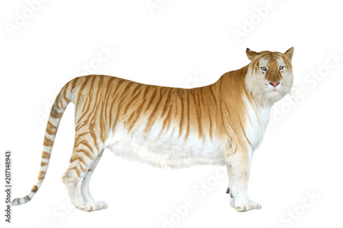 golden tabby tiger or strawberry tiger