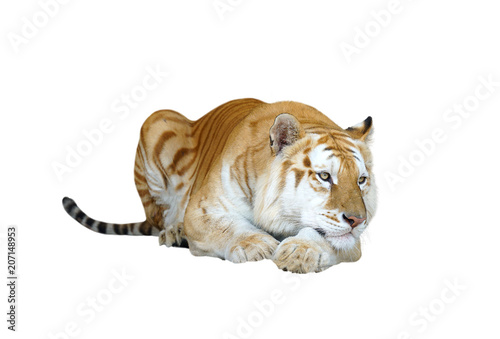golden tabby tiger or strawberry tiger