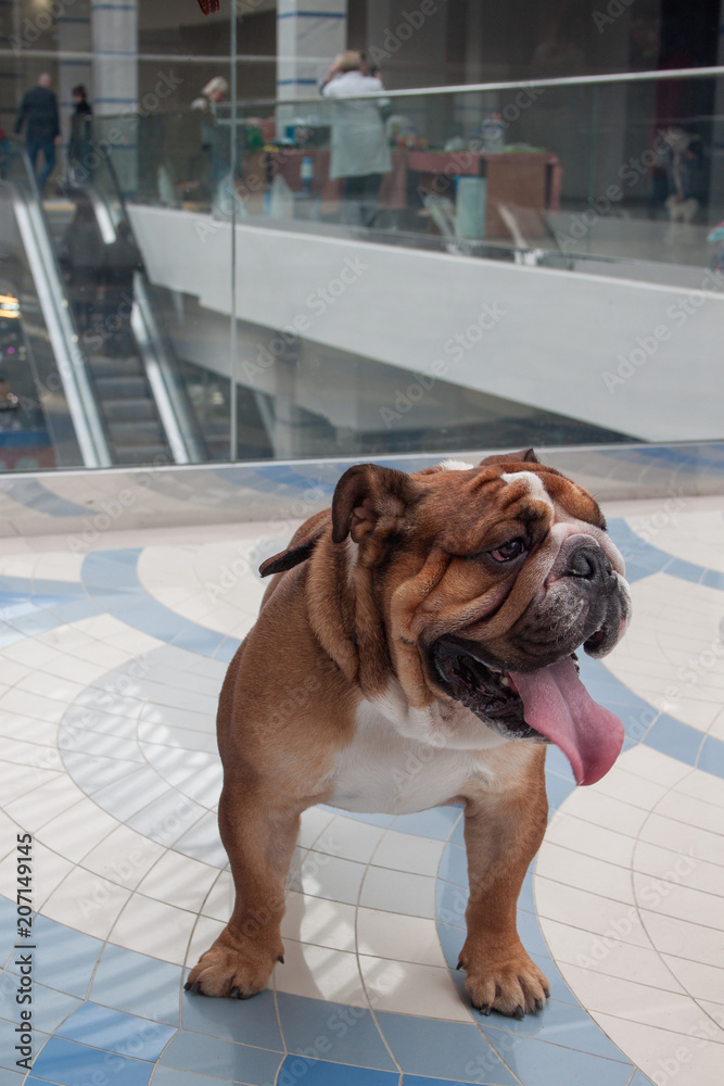 Cute british bulldog is standing on tiled floor.
