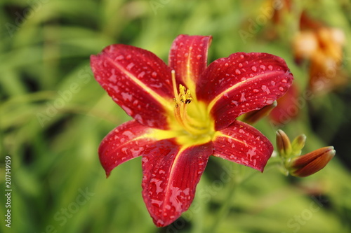 Rot gelbe Lilie Blüte mit unscharfem Hintergrund und Tau Tropfen