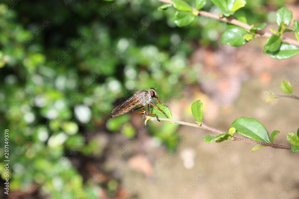 insect in nature insect in nature