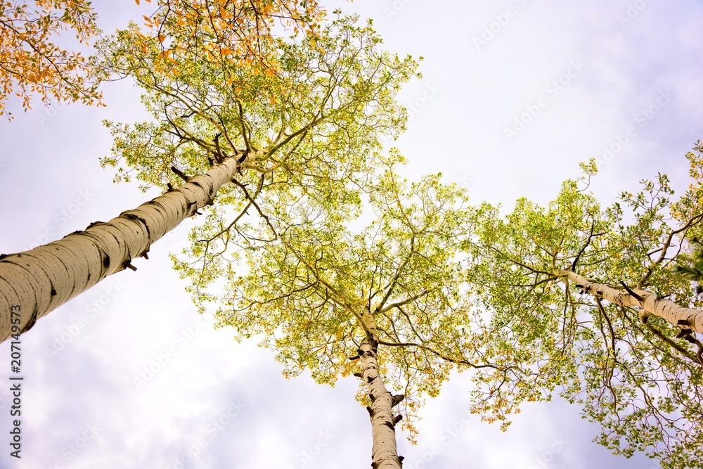 Fototapeta premium Aspen Trees near Winter Park Colorado