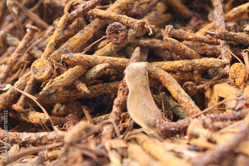 Many rusted nail,Group of Iron rust,Metal surface becomes brown from deterioration photo