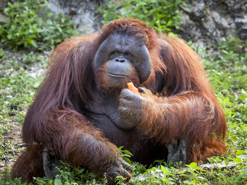 Orangutan is eating carrot.