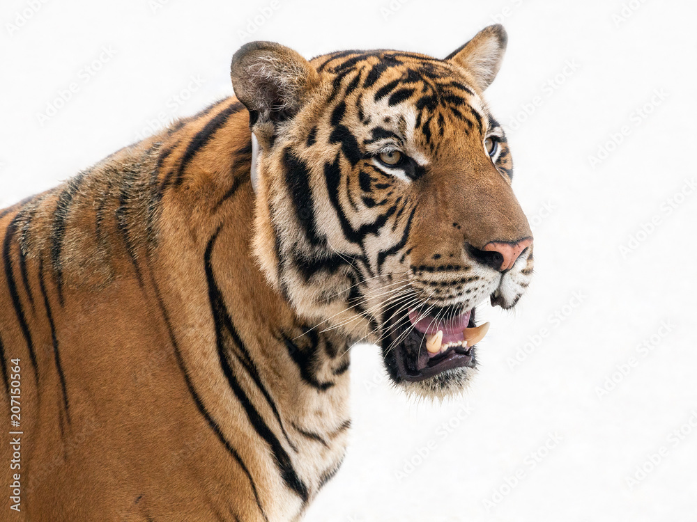 Obraz premium tiger isolated