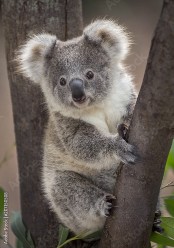 Baby koala bear. photo