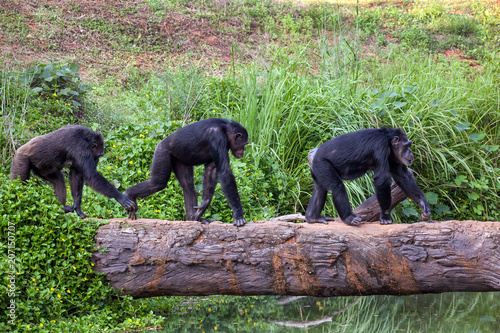 chimpanzee walk cross river.