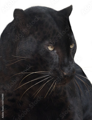 Black panther isolated.