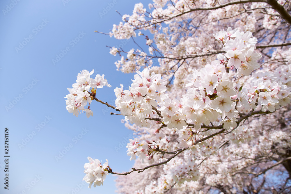 淀川河川公園背割堤地区の桜