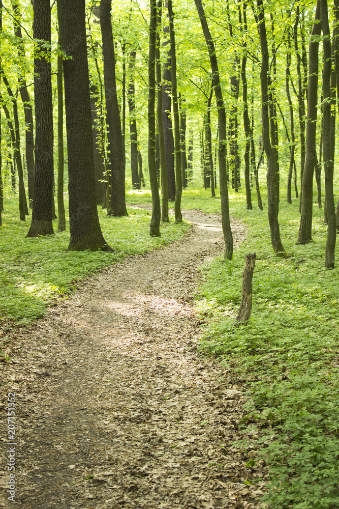 Fototapeta premium green forest in the summer