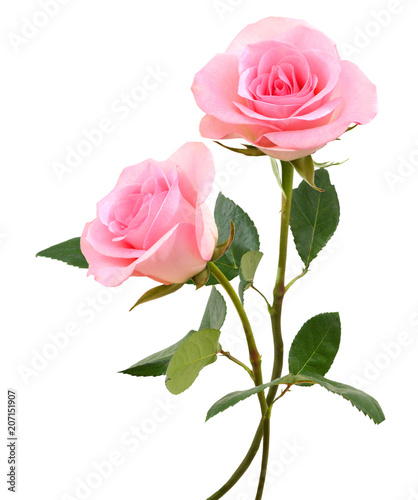 two  beautiful pink rose flowers  isolated on white background